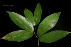 Cynometra travancorica